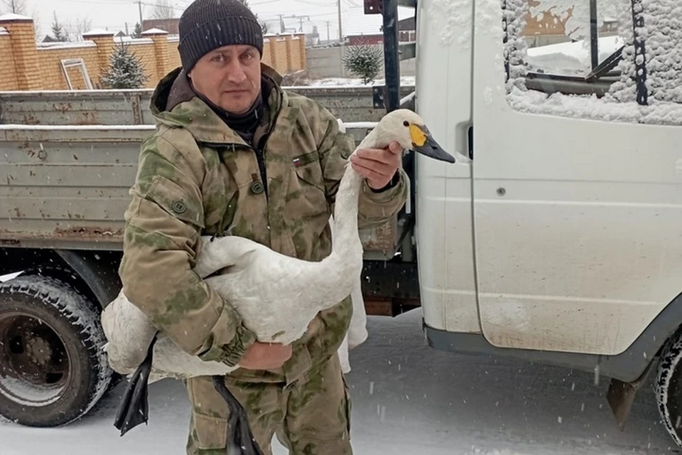 В Красноярске на замерзающем озере спасли беспомощного лебедя. Фото: министерство экологии Красноярского края