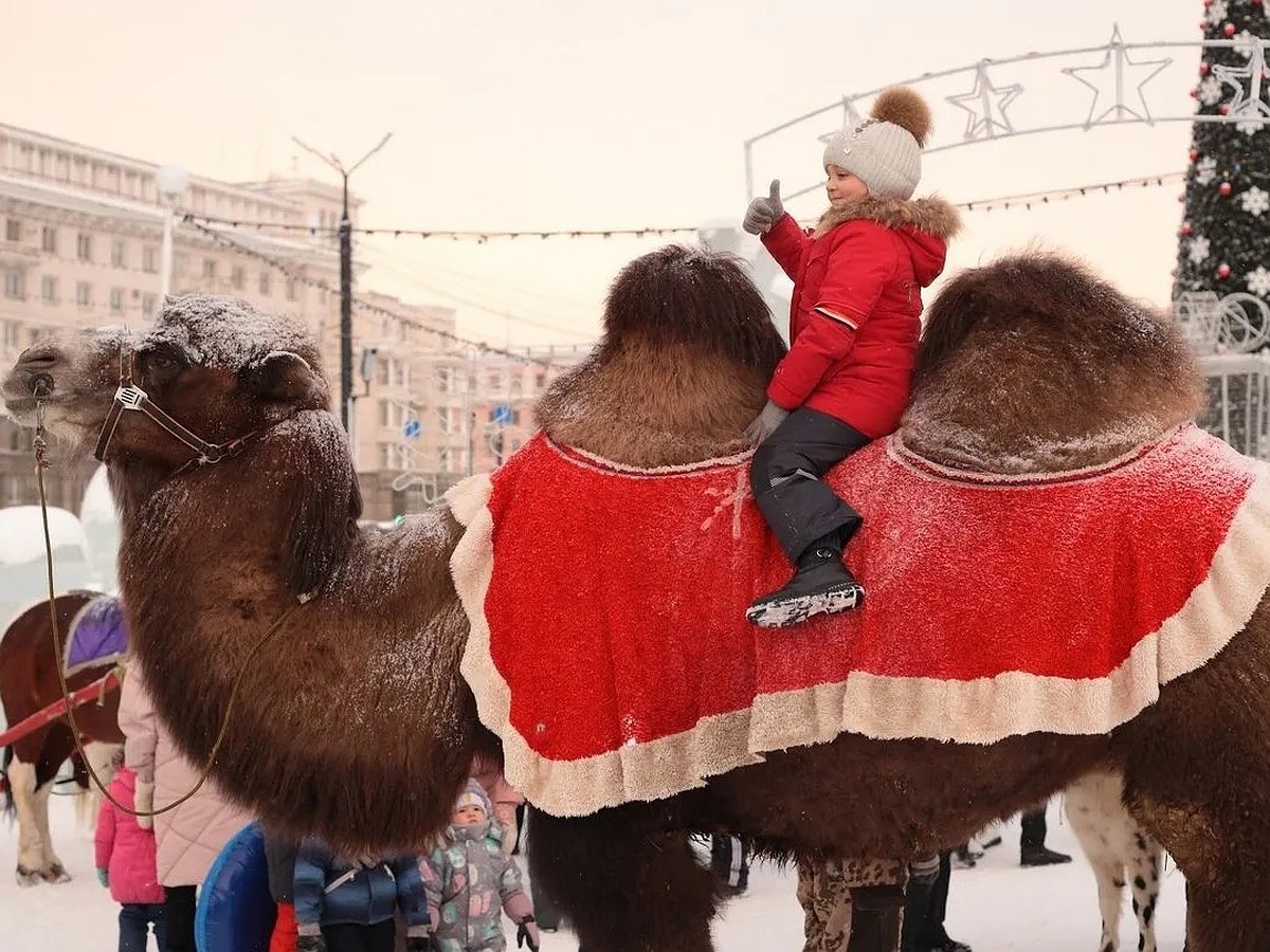 Верблюд не нужен? В Челябинске продают экзотичную красавицу по цене машины  - KP.RU