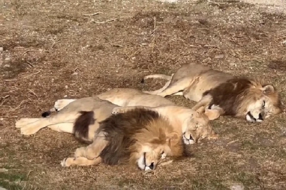 Львы в "Тайгане" наслаждаются теплыми деньками. Скриншот из видео olegzubkov68
