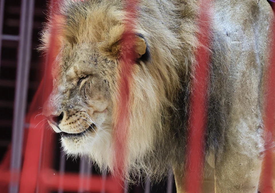 Из цирка в приморском городе Ладисполи, что в 60 километрах от Рима, удрал лев