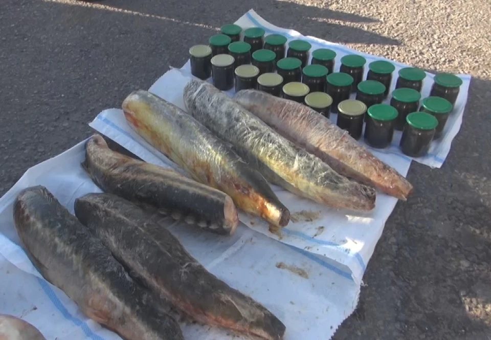 У браконьеров нашли 40 банок икры и полтонны краснокнижной рыбы. Кадр с видео: УФСБ России по Волгоградской области.