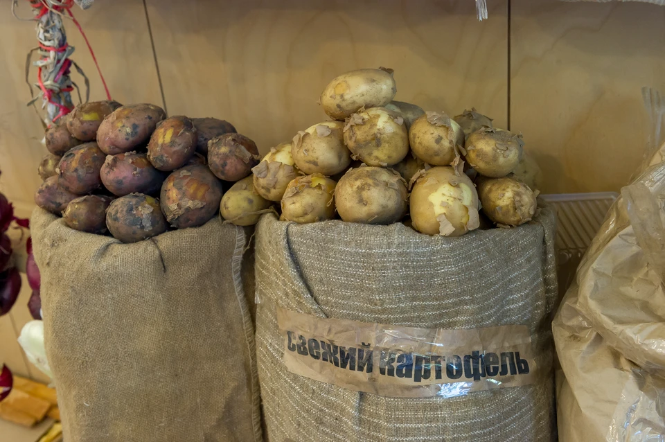 Урожайность картофеля составила 219,5 центнера с гектара