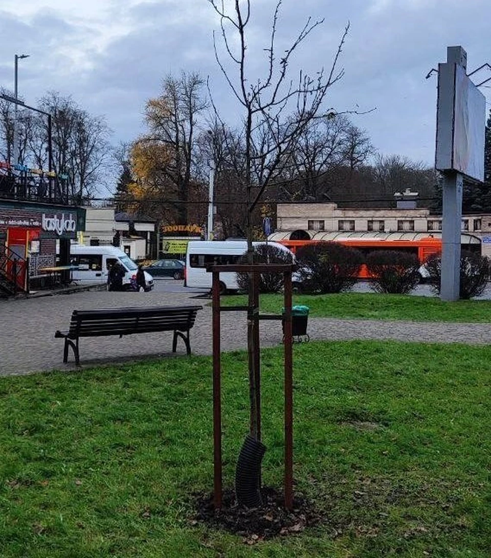 В Калининграде в сквере напротив зоопарка высадили яблоню Недзвецкого.