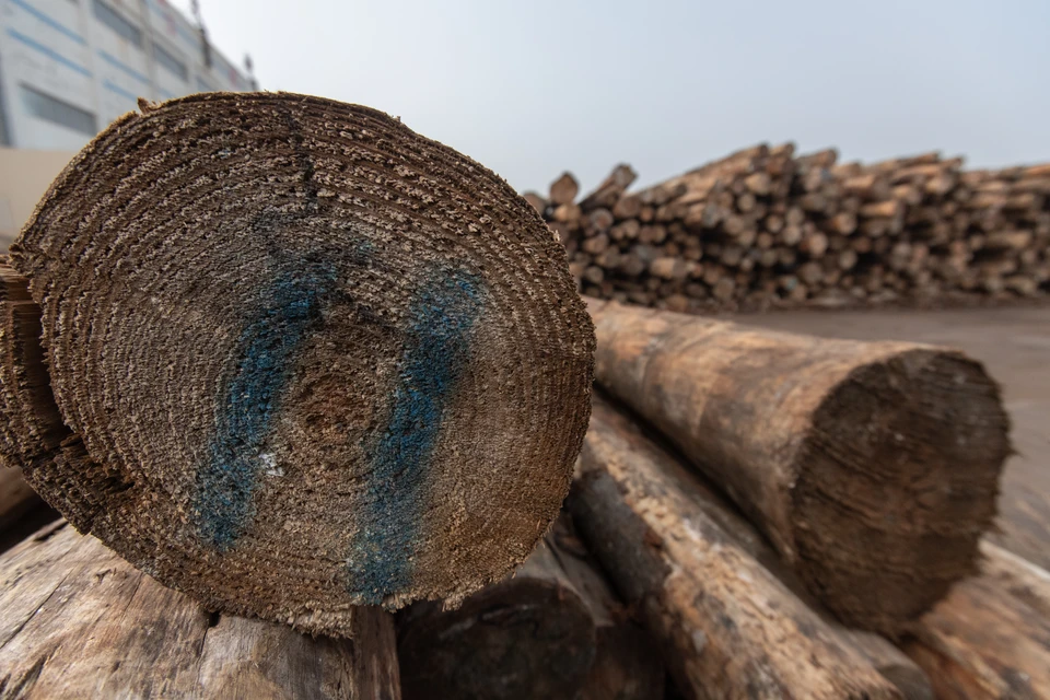 В Ульяновской области не обнаружили нарушений при перевозке древесины