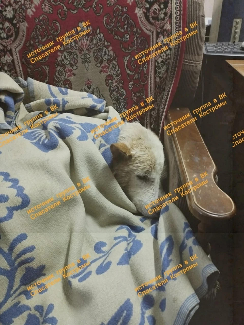 Фото: ОГБУ «Пожарно - спасательная служба Костромской области»