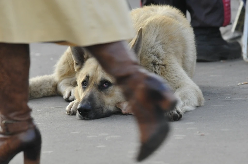 В Батайске живодер проткнул собаку насквозь штырем и бросил на улице