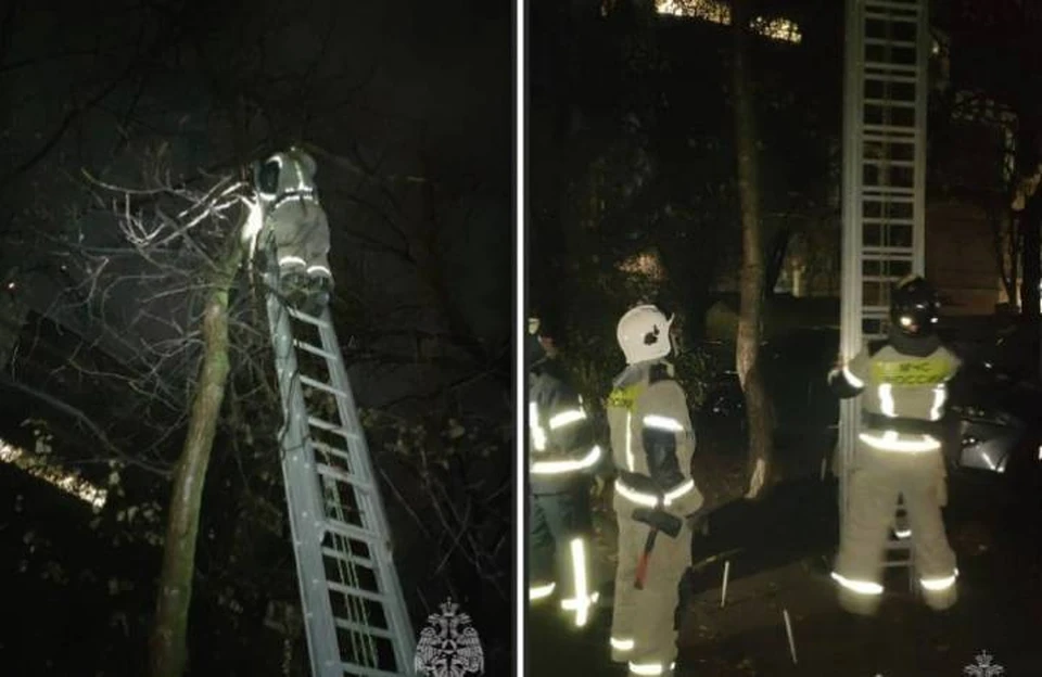 Пожарные сняли с дерева на Соборном котенка. Фото: пресс-служба МЧС по РО