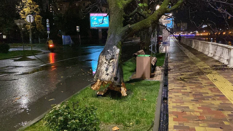 В Сочи падают деревья