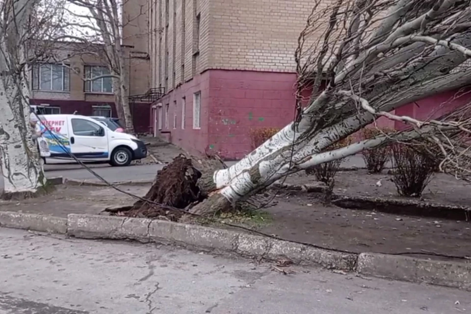 В Мелитополе сотрудники коммунальных служб убирают последствия ураганного ветра - вырванные из земли деревья. ФОТО: администрация Мелитополя