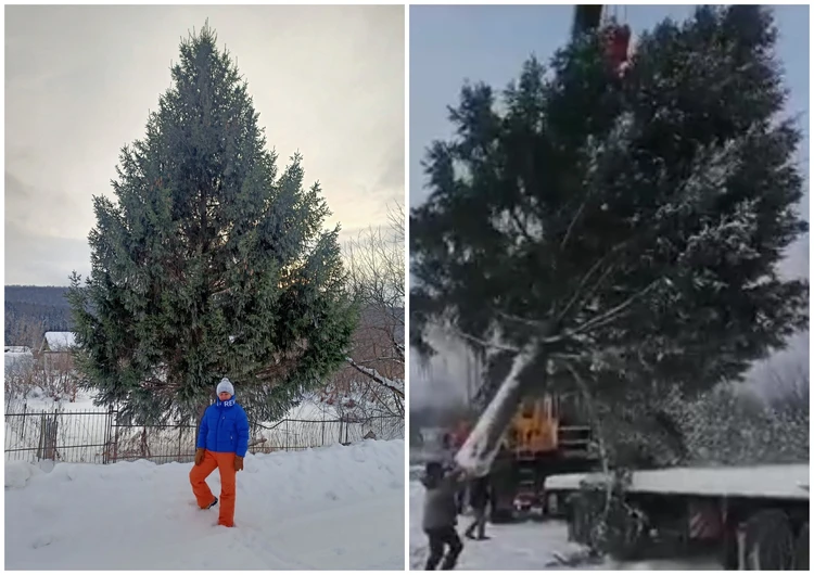 Спилили и поставили на главной площади: на Южном Урале чиновников мэрии обвинили в краже елки с садового участка
