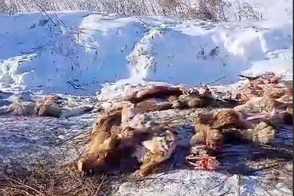 Шкуры бросили на обочине дороги. Фото: принтскрин с видео