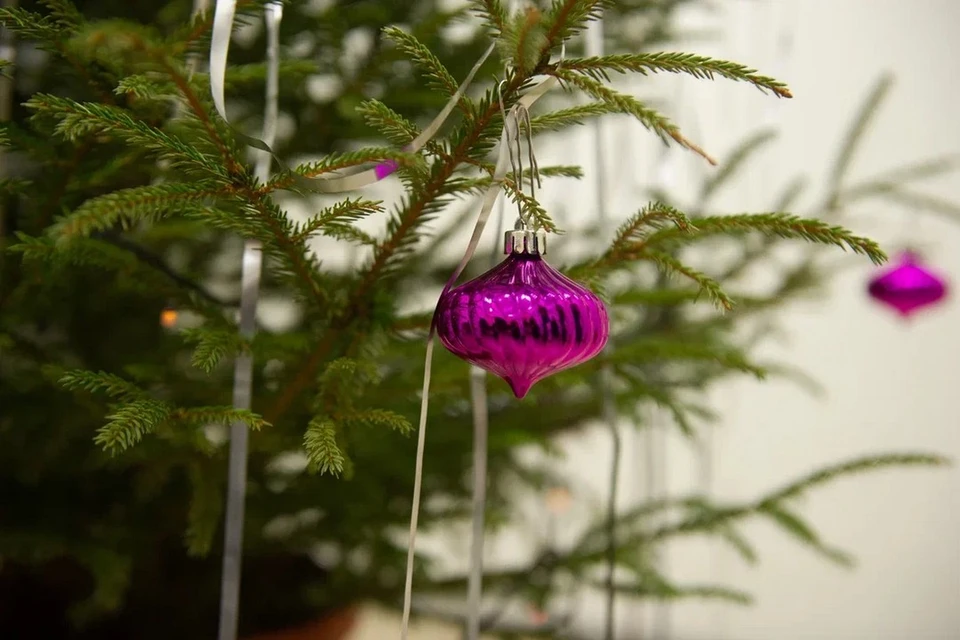 Живые новогодние елки будут бесплатно выдавать в 19 лесничествах Ленобласти.