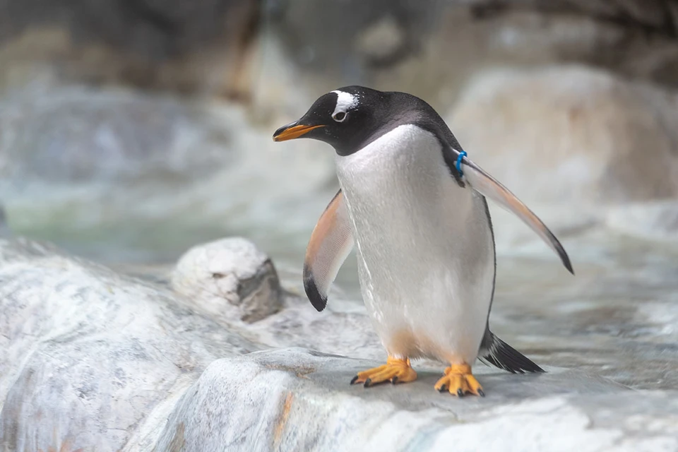 Ученые выяснили, что сон пингвинов длится в среднем 4 секунды. При этом, в общей сложности птицы могут дремать 11 часов в день