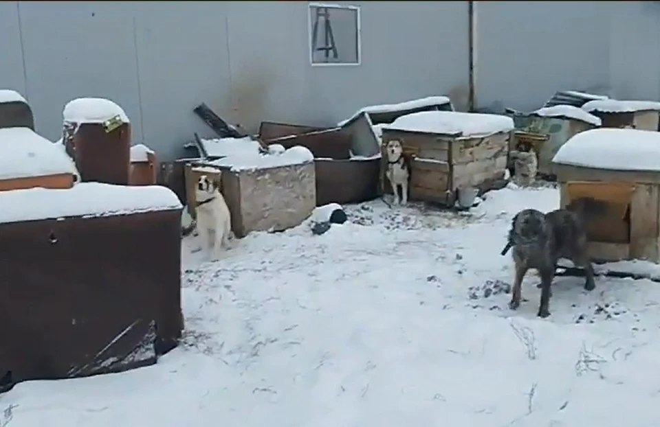 В приюте нет кормов, собаки реально голодают, сообщают зооволонтеры. Фото: скриншот видео фонда «Белый Бим».