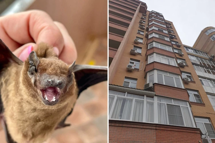 «Пересчитали и ахнули!»: 306 летучих мышей с балкона в центре Ростова сняли зоозащитники