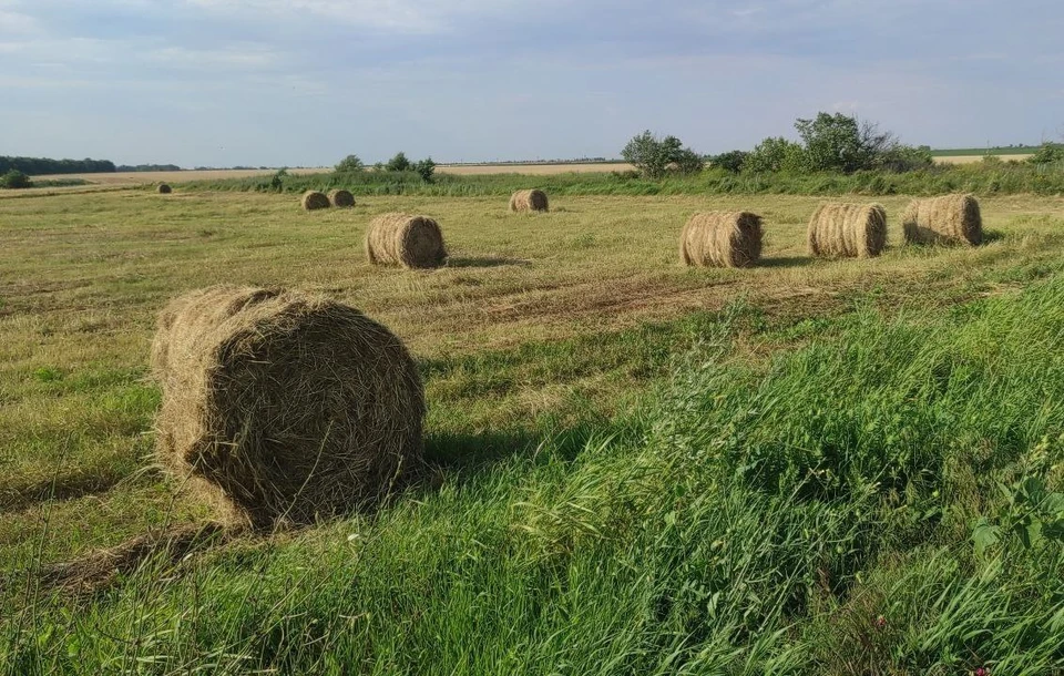 Сельское хозяйство Херсонской области ждет развитие