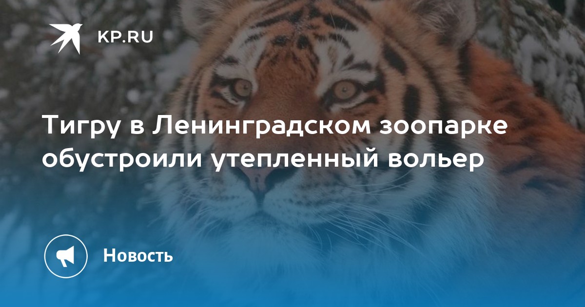 Тигру в Ленинградском зоопарке обустроили утепленный вольер - KP.RU