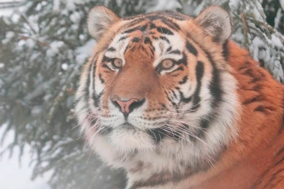 Тигру в Ленинградском зоопарке обустроили утепленный вольер - KP.RU