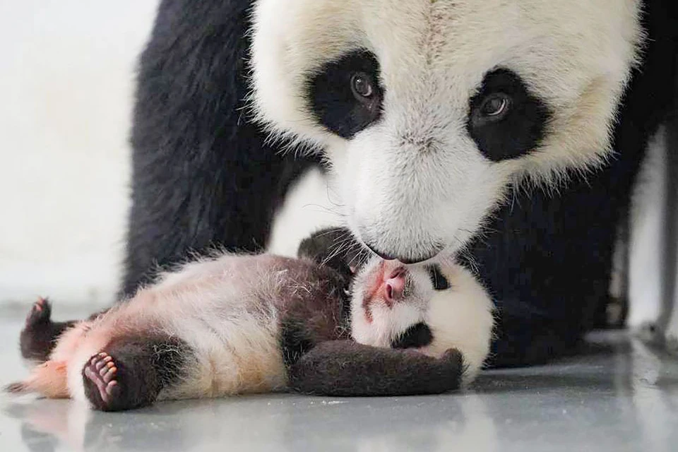 Крошка панда родилась в конце лета в Москве у больших панд - самца Жуи и самки Диндин. Фото: mos.ru
