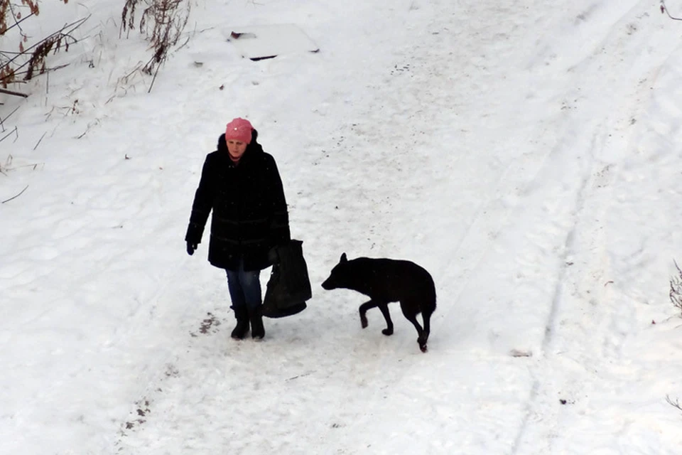 Хозяин угрожает. Выгул собак зимой. Выгул щенков зимой. Хозяин с собакой зимой. Отлов животных без владельцев.