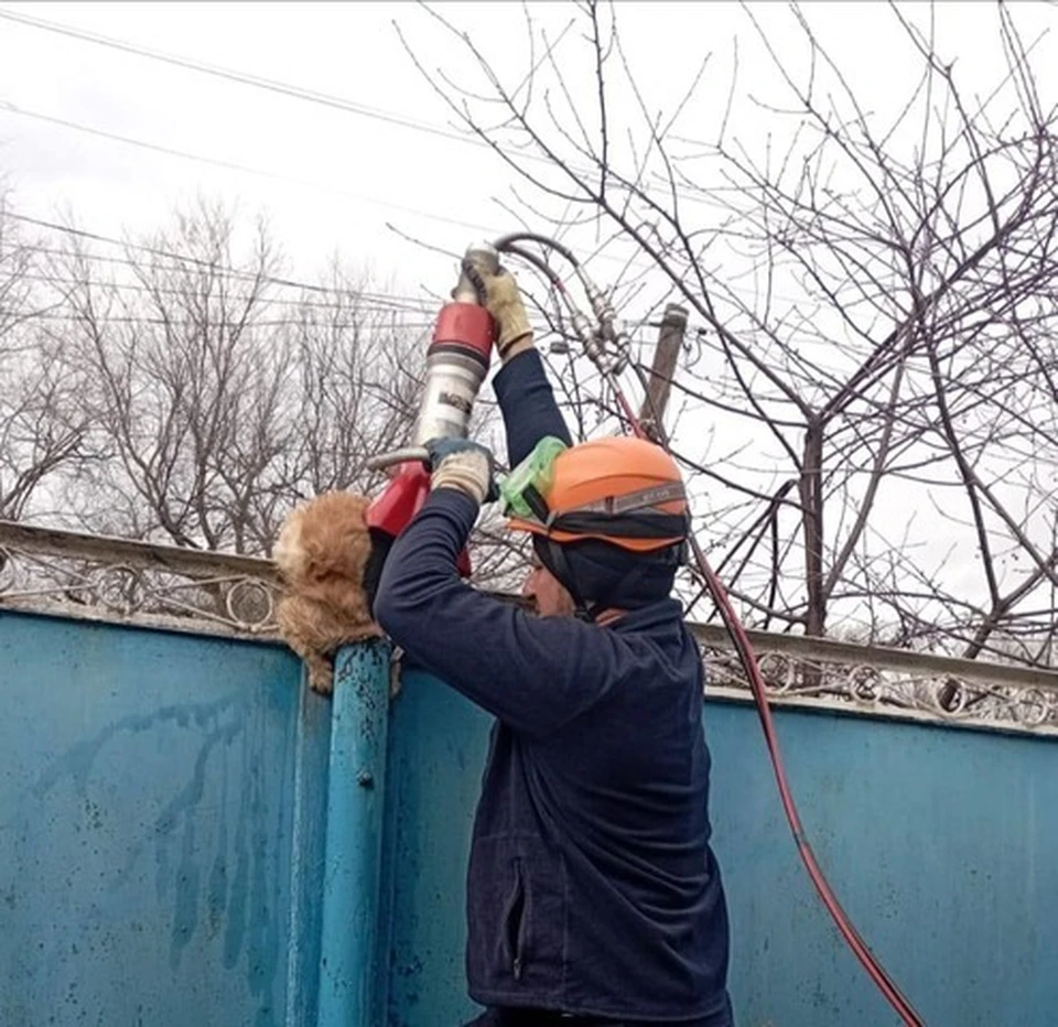 Спасатели Ставрополья достали застрявшего в трубе во время охоты кота -  KP.RU