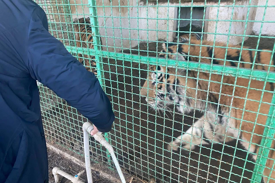 В помощь зоопарку Фонд национальной природы в декабре отправил гуманитарный груз и лекарства, их сопровождали четыре сотрудника Московского зоопарка. Фото: пресс-служба Московского зоопарка