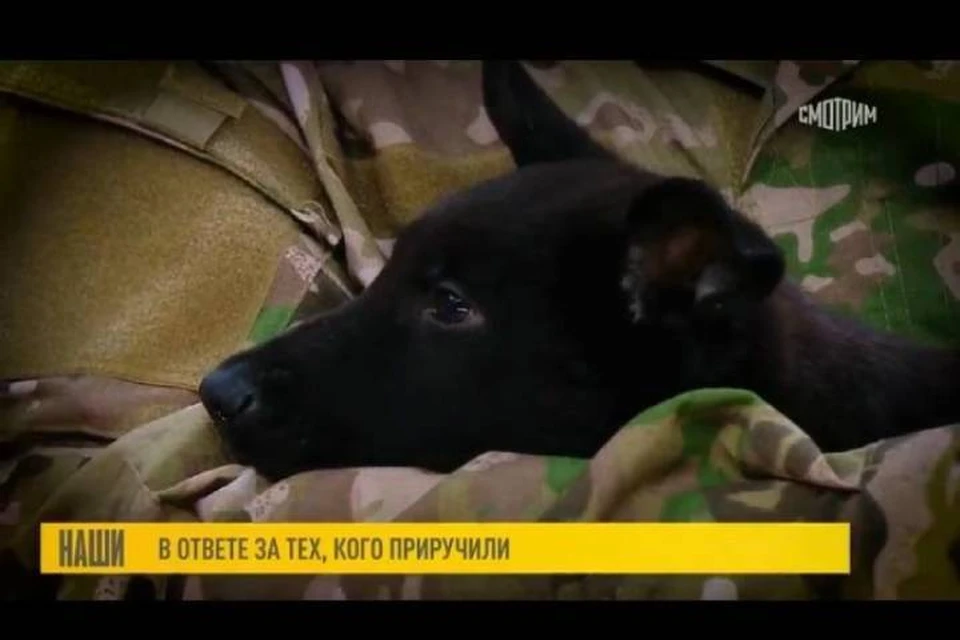 Бойцу из Иркутской области подарили щенка-копию погибшего пса-героя. Фото: ОНФ Иркутской области
