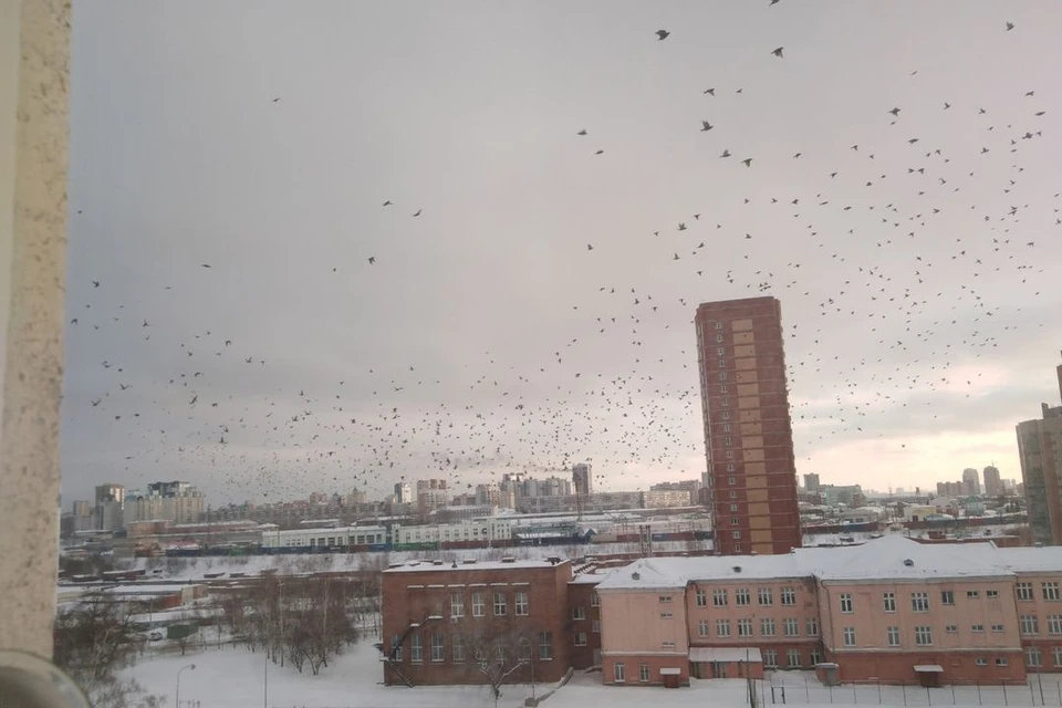 Орнитолог Яновский объяснил скопление свиристелей в Новосибирске. Фото: Александр Ванюков.
