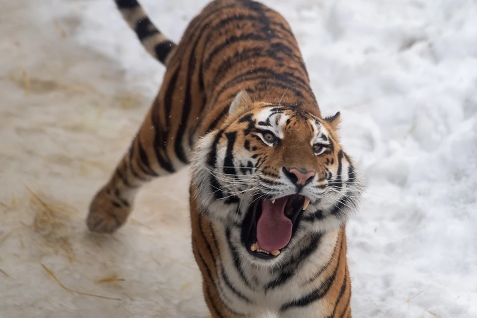 Следы тигра заметили в поселке Ванино Хабаровского края