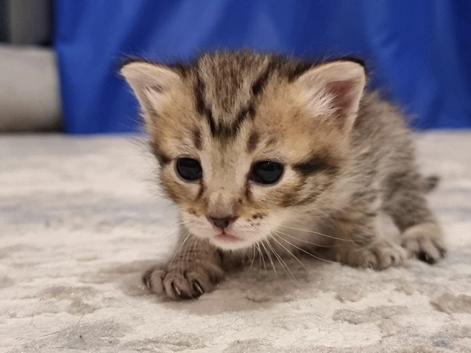 Где Можно Купить Живого Котенка