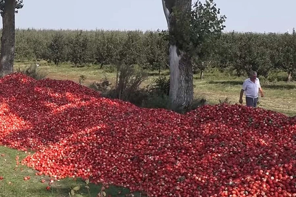 Производители яблок жалуются на то, что логистика поставок в Россию полностью разрушена. Фото:traditia.md
