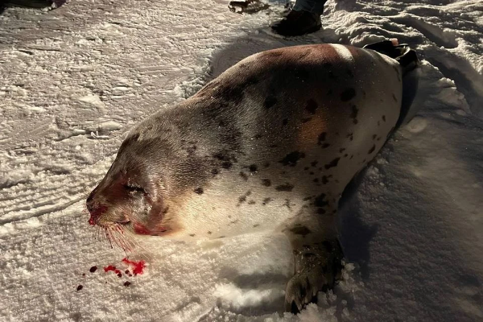 Специалисты оценивают состояние тюленя как очень тяжелое. Фото: vk.com/dzhulbars.club