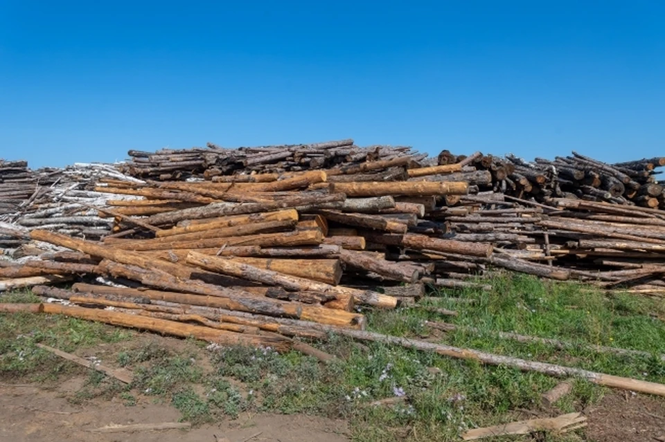 Экспорт пиломатериалов 2023