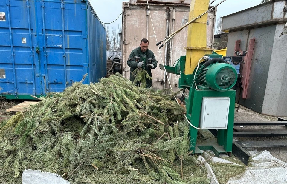 С каждым годом количество деревьев увеличивается