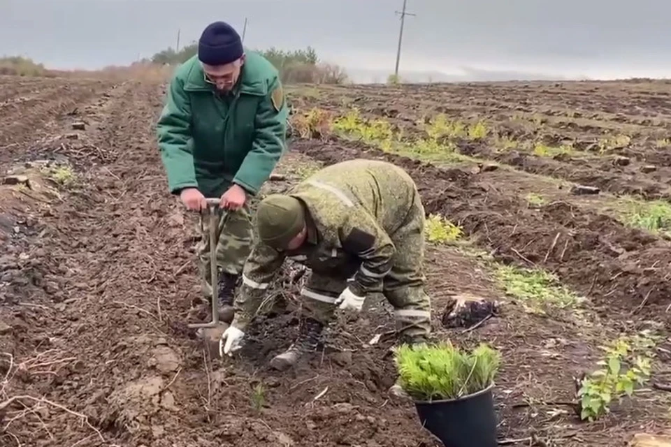 В Республике кратно увеличивают количество выращенных саженцев. Фото: Архив Правительства ДНР