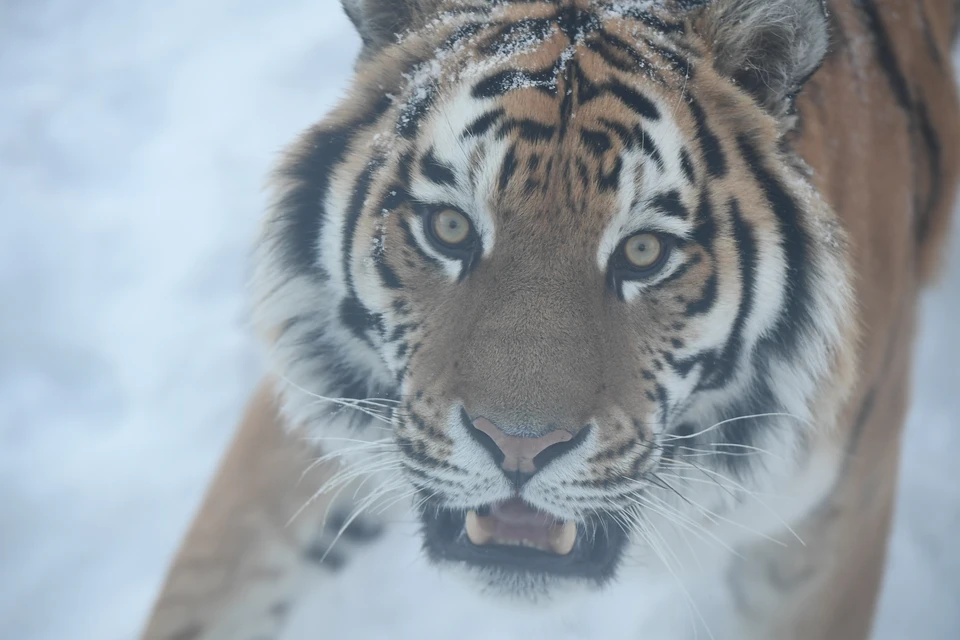 Тигра нашли в 20 километрах от села Ясеневый.