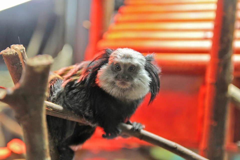 Игрунка Жоффруа теперь живет в павильоне «Страна обезьян». Фото: Зоопарк Удмуртии