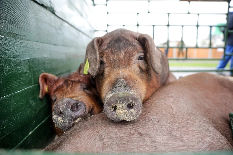 В Липецкой области выросло поголовье свиней