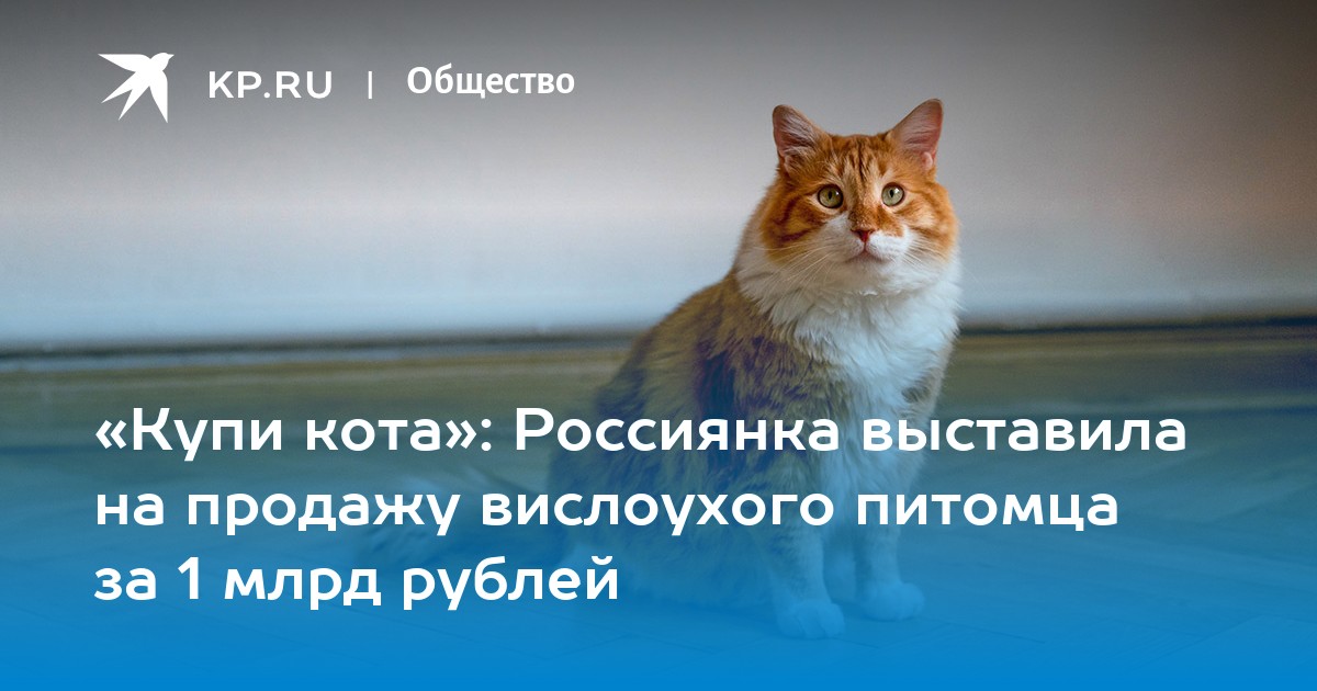 Купи кота»: Россиянка выставила на продажу вислоухого питомца за 1 млрд  рублей - KP.RU