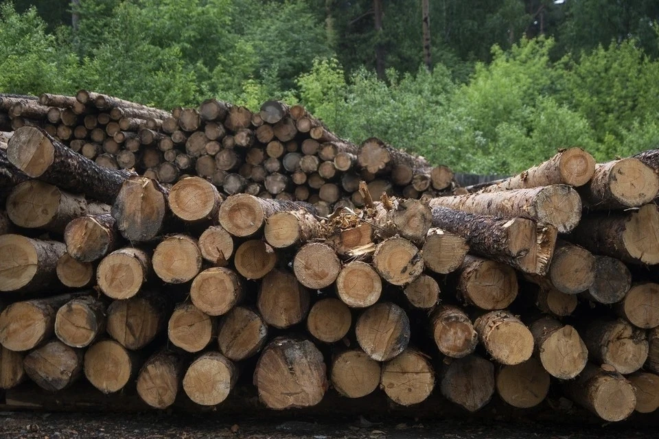 В Тверской области за год незаконно вырублено 5,1 тыс. кубометров леса