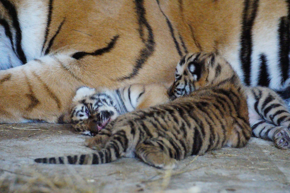 Тигрята были не одни, а в сопровождении мамы.