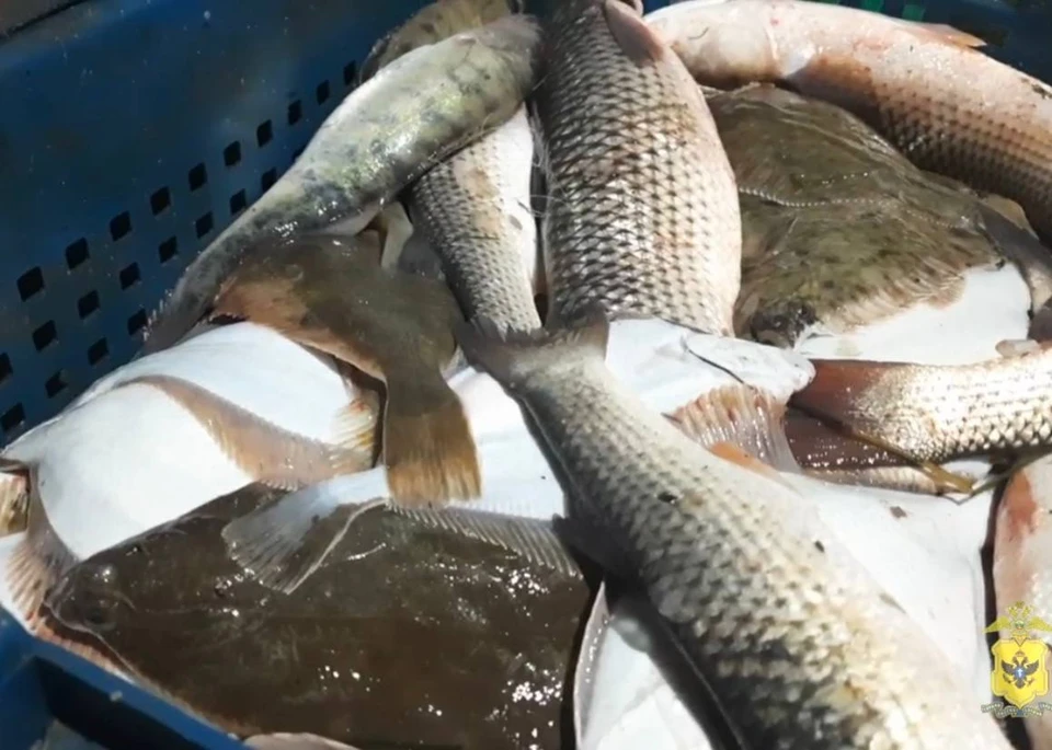 В Херсонской области полицейские задержали троих браконьеров за незаконную ловлю рыбы. ФОТО: ГУ МВД России по Херсонской области