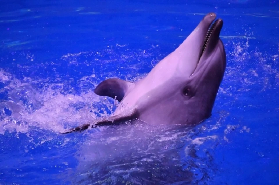Сразу шесть дельфинов погибли у берегов Крыма в начале февраля