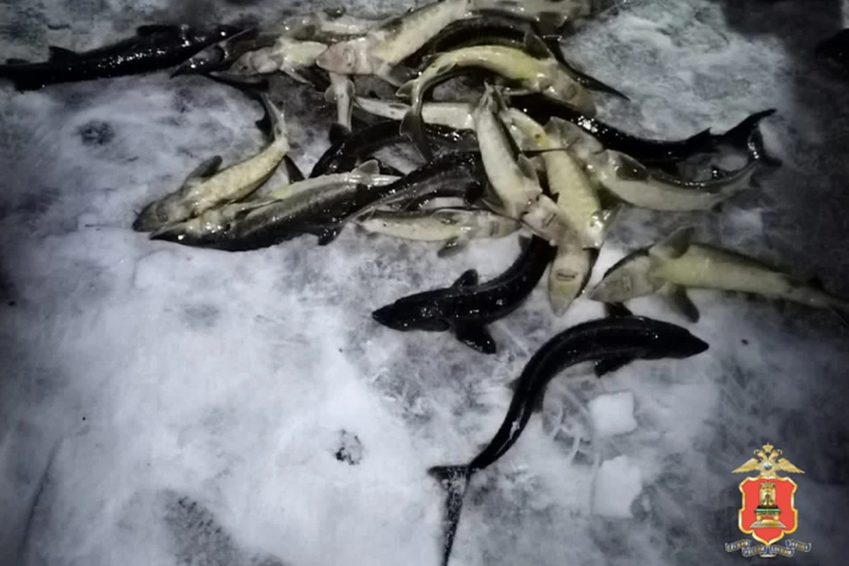 В Тверской области браконьер попался на массовом истреблении рыбы Фото: УМВД России по Тверской области