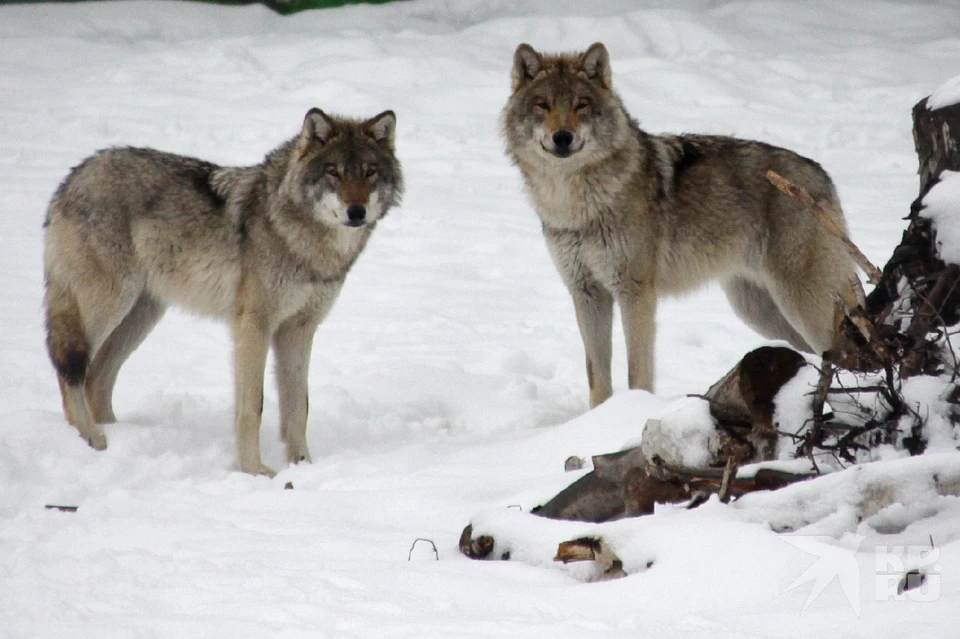 Количество волков в Рязанской области увеличилось, застрелили шесть особей.