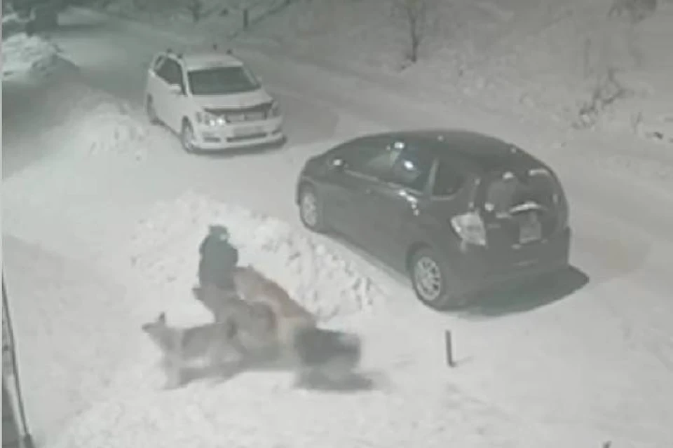 Собаки напали на ребенка в Усть-Куте. Фото: камера видеонаблюдения.