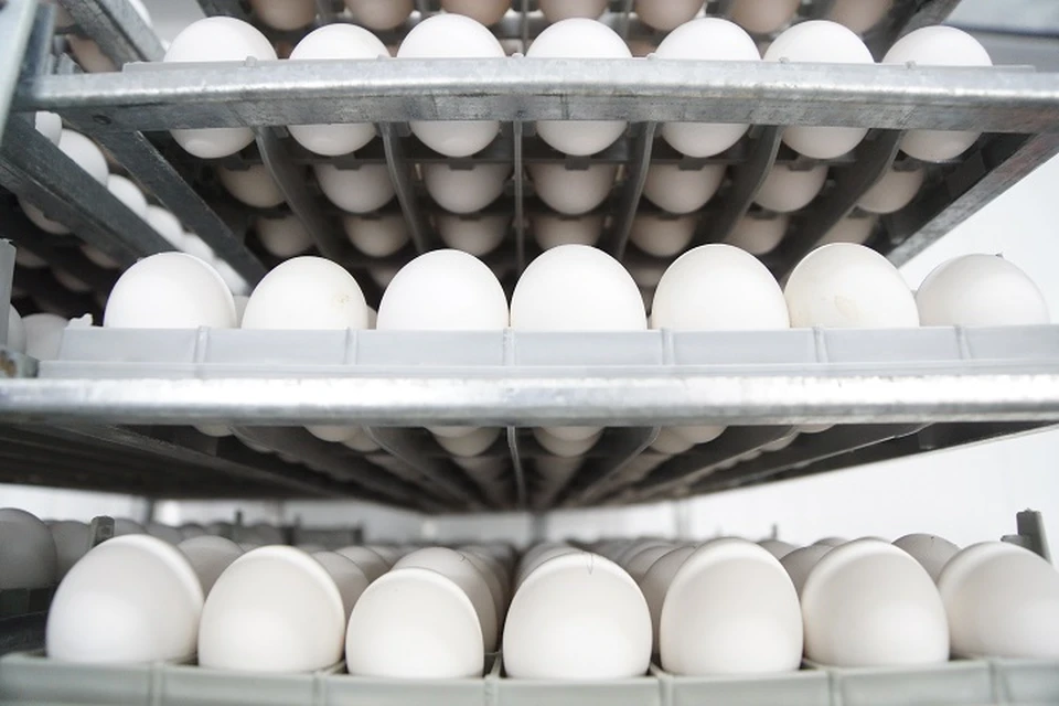 Объем производства куриного яйца растет в Хабаровском крае