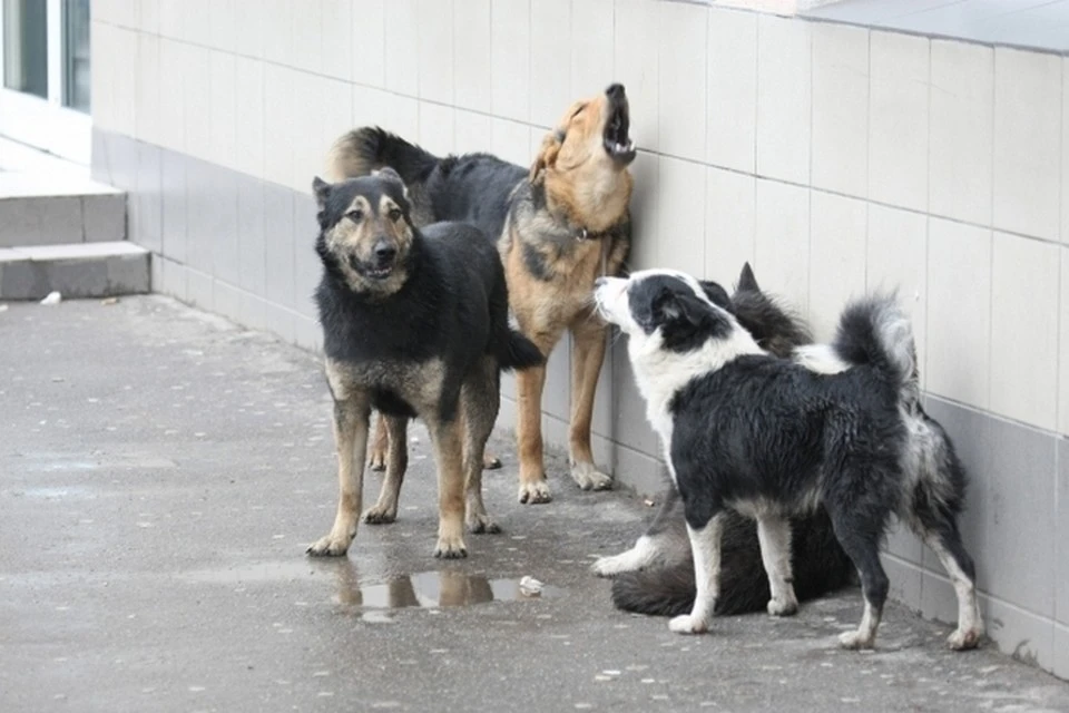 На Чукотке разрешили усыплять бездомных собак
