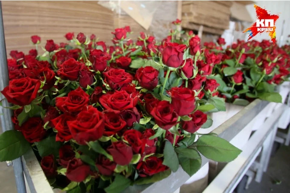 Россия усилила контроль за импортом эквадорских и нидерландских роз из ЕС Фото: Тимур Ханов