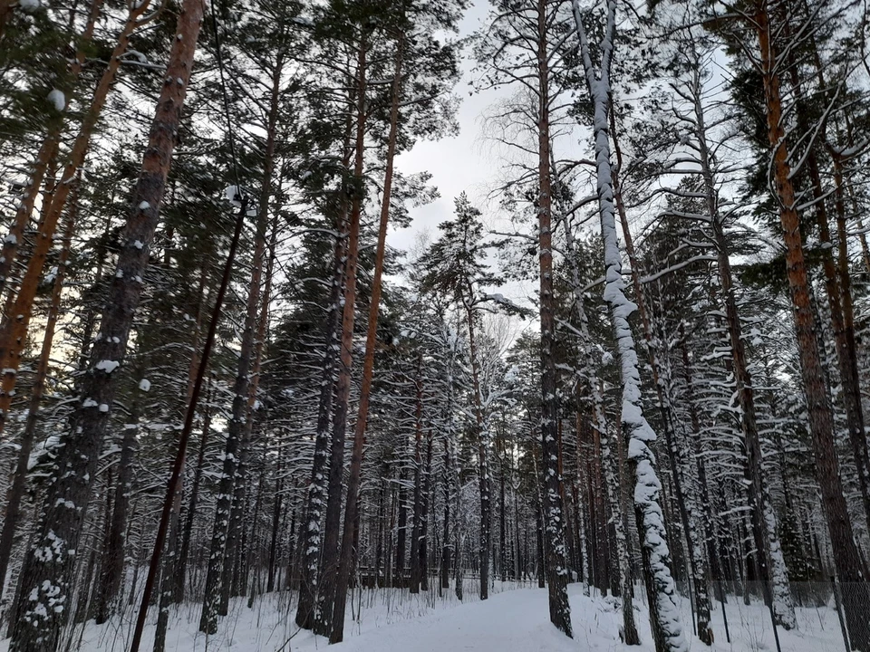 Погода на Ямале на 15 февраля
